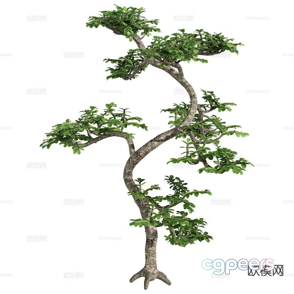 Trees Big Trees Big Crown Trees 3D Model