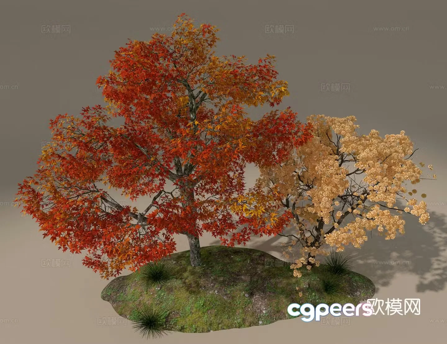 Red maple 3d model