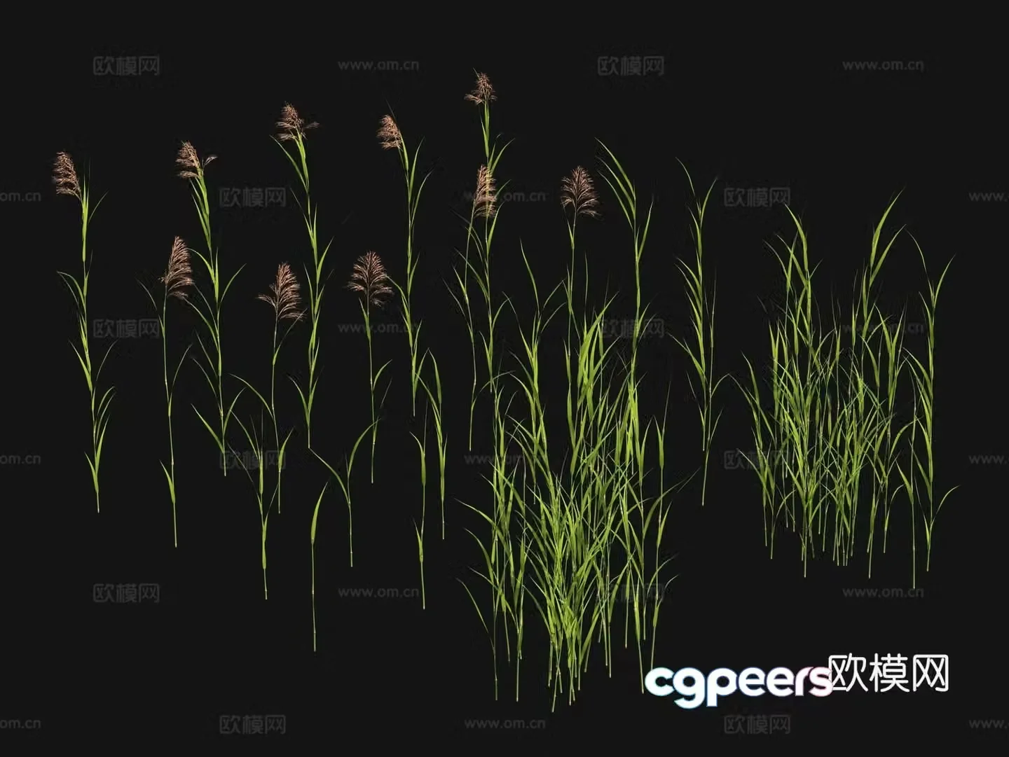 Flowers and plants Lawn Grass Seeds 3D Model
