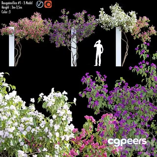 3ds Max Free – Bougainvillea 07