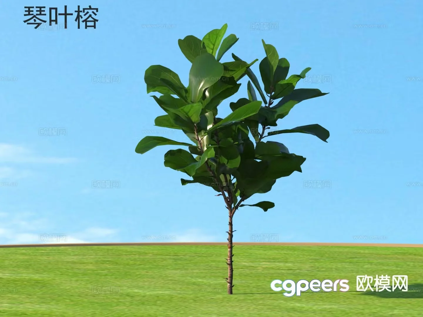 Flying leaf banyan flowers plants and shrubs plants 3D model