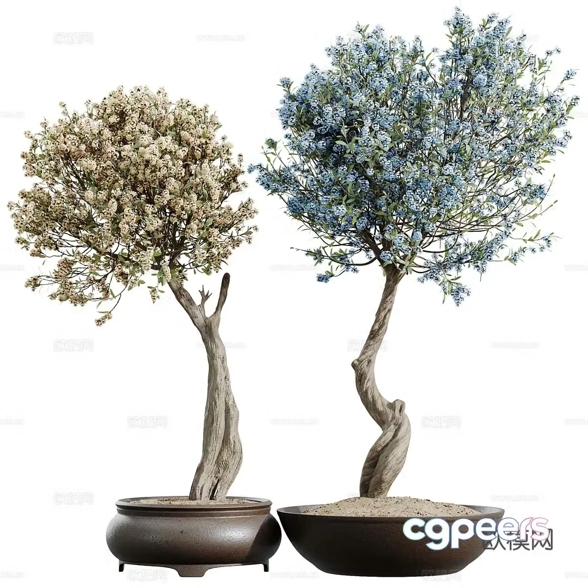 New Chinese cherry blossom bonsai pot plant 3D model