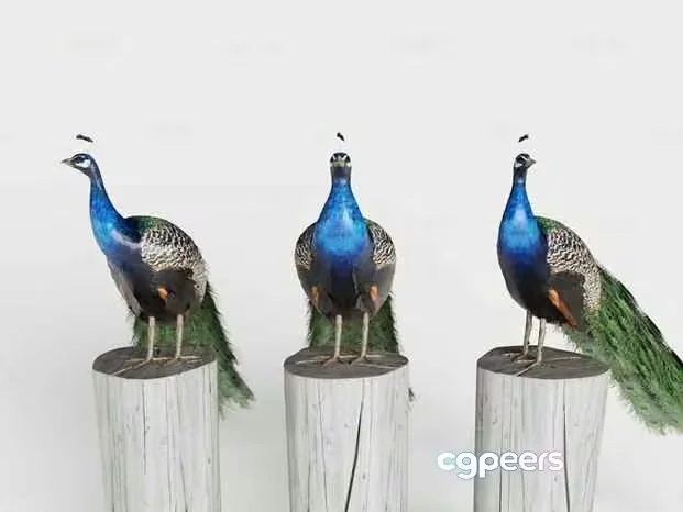 Three Peacocks 3D Model – 11653 – CORONA Render
