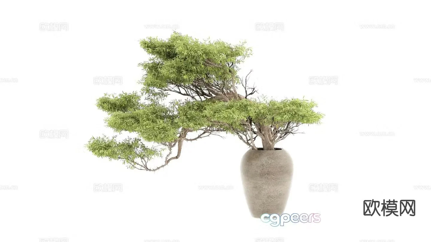 New Chinese style bonsai pine tree 3d model