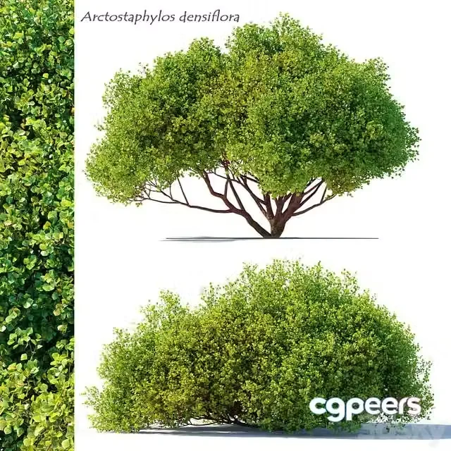 3ds Max Free – Arctostaphylos densiflora