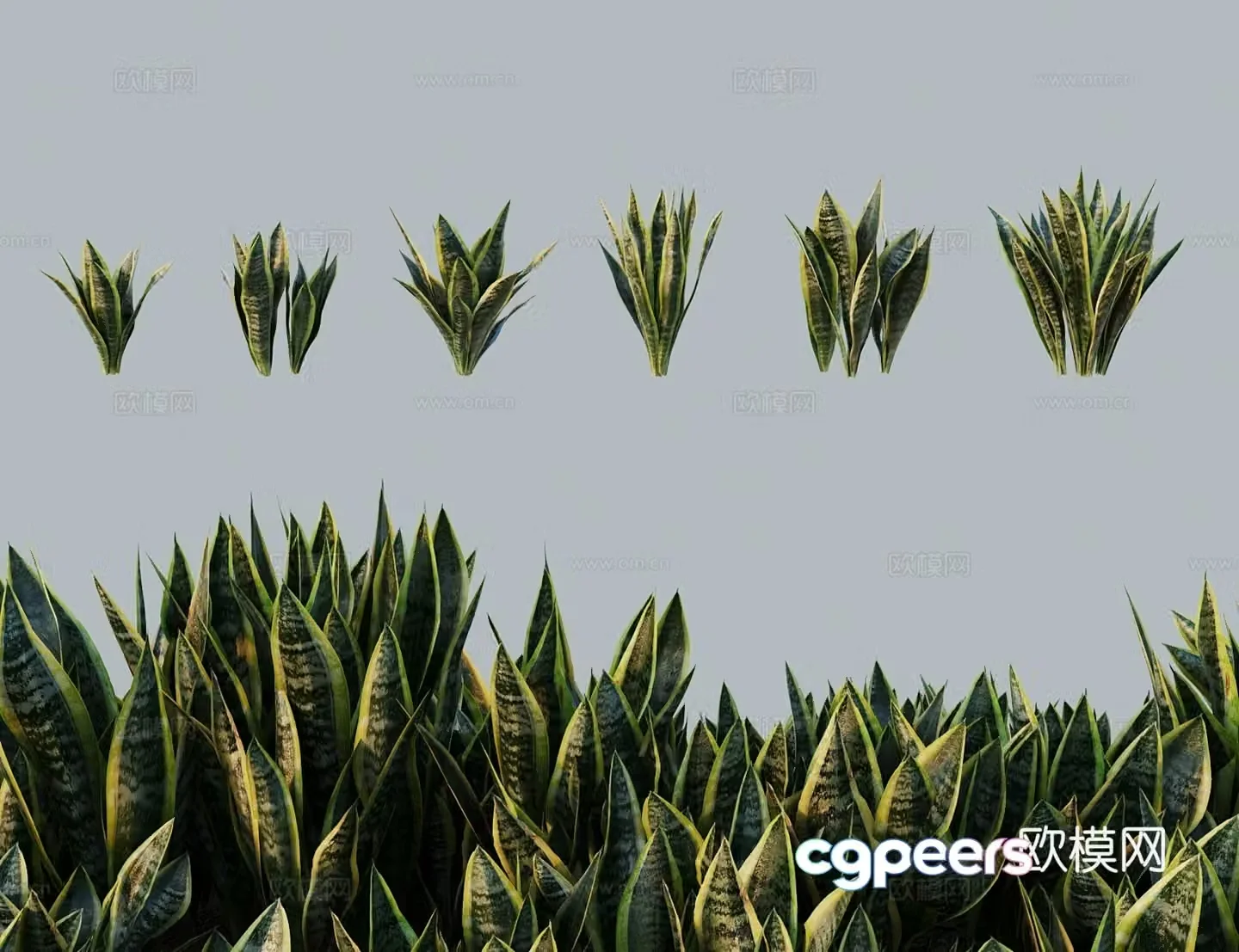 Modern tree bush Tiger tail orchid gold edge Tiger tail orchid Thousand Years orchid Tiger tail palm Jinlan 3D model
