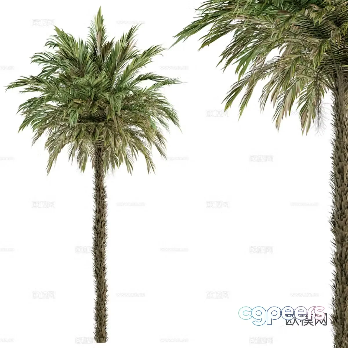 date palm landscape tree 3d model