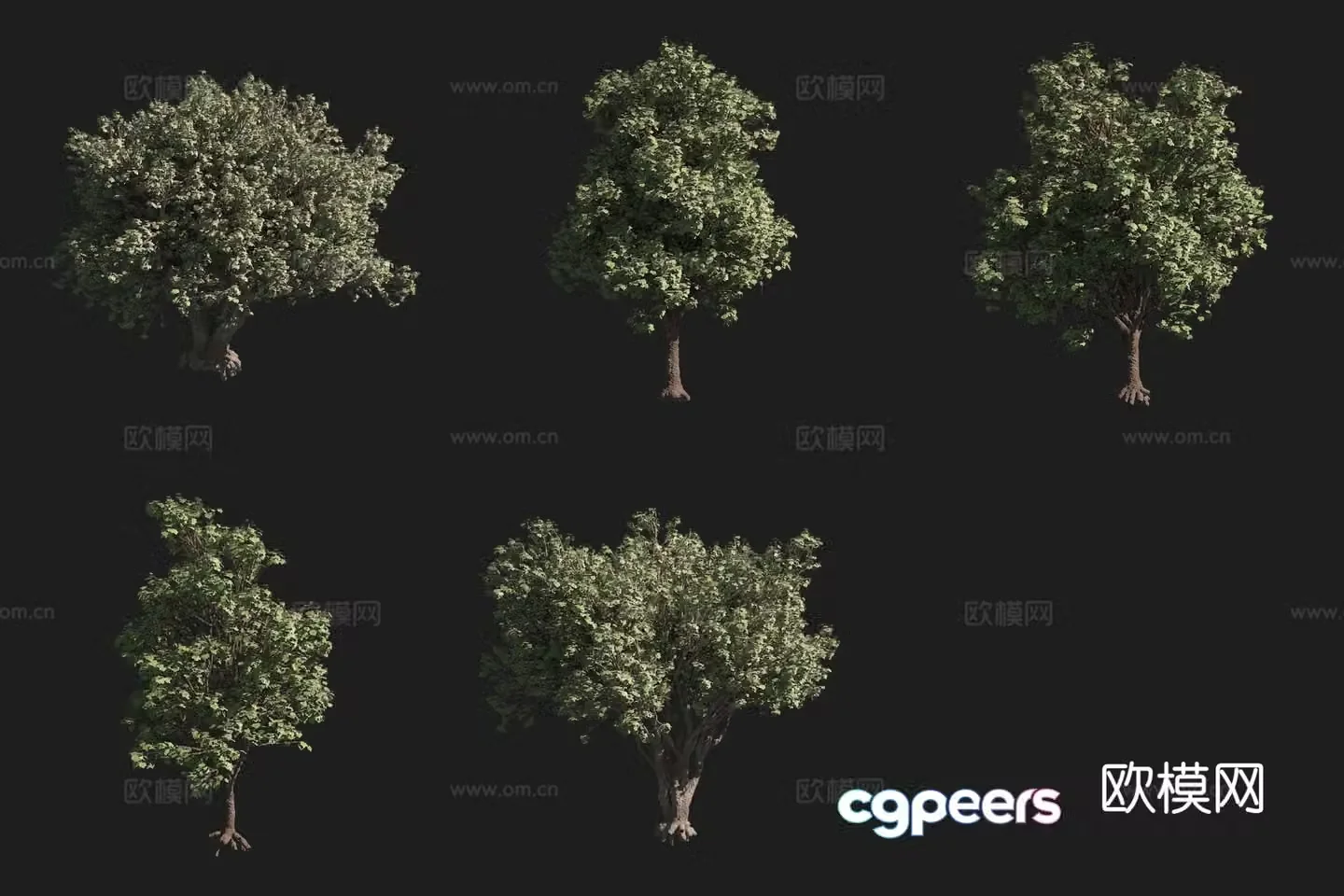 Big Leaf Maple North American Tree 3D Model