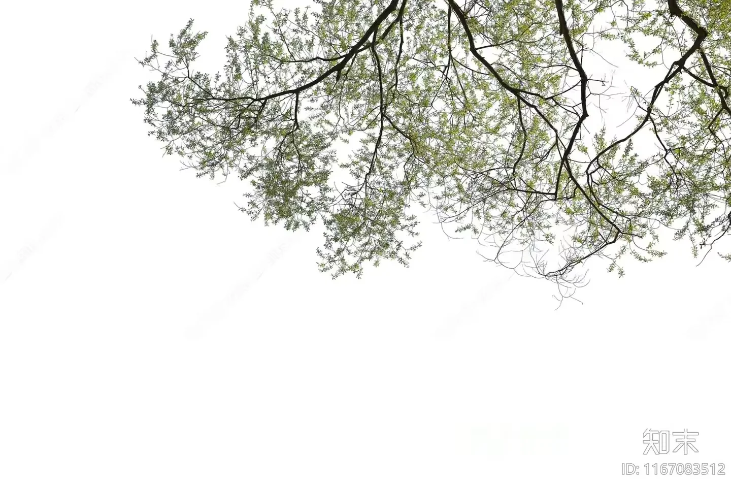 Branches With Green Leaves 3D Model – 12651 – VRAY Render