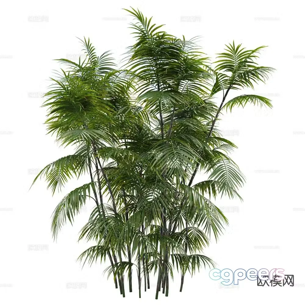bamboo plant green plant shrub 3d model