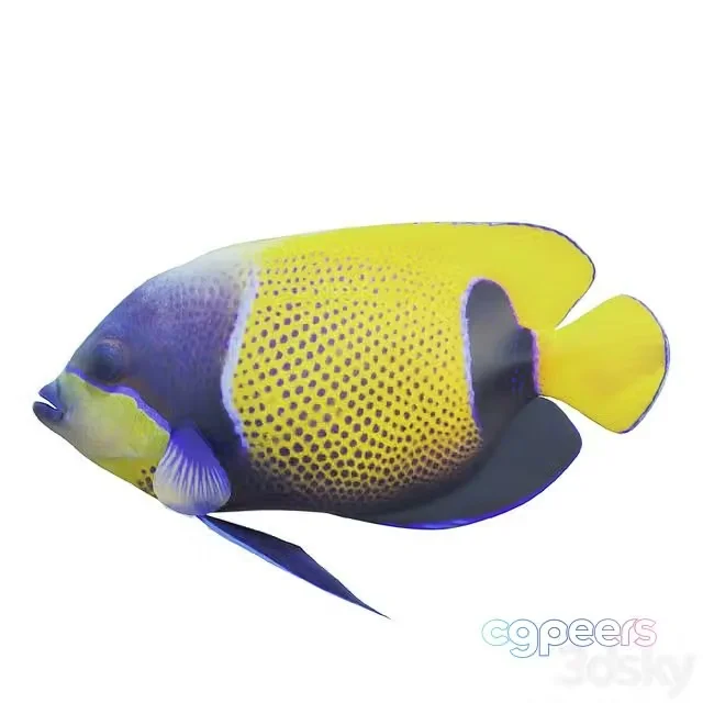 3ds Max Free – Blue girdled Angelfish set 04