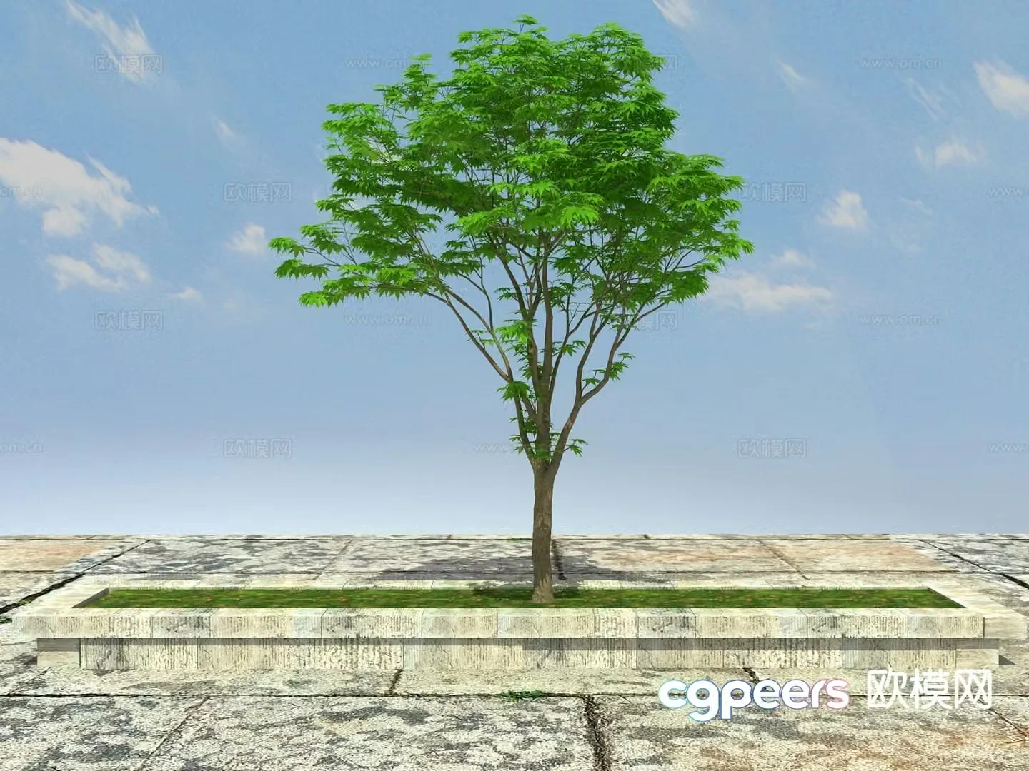 Ornamental tree tree pool big tree 3d model