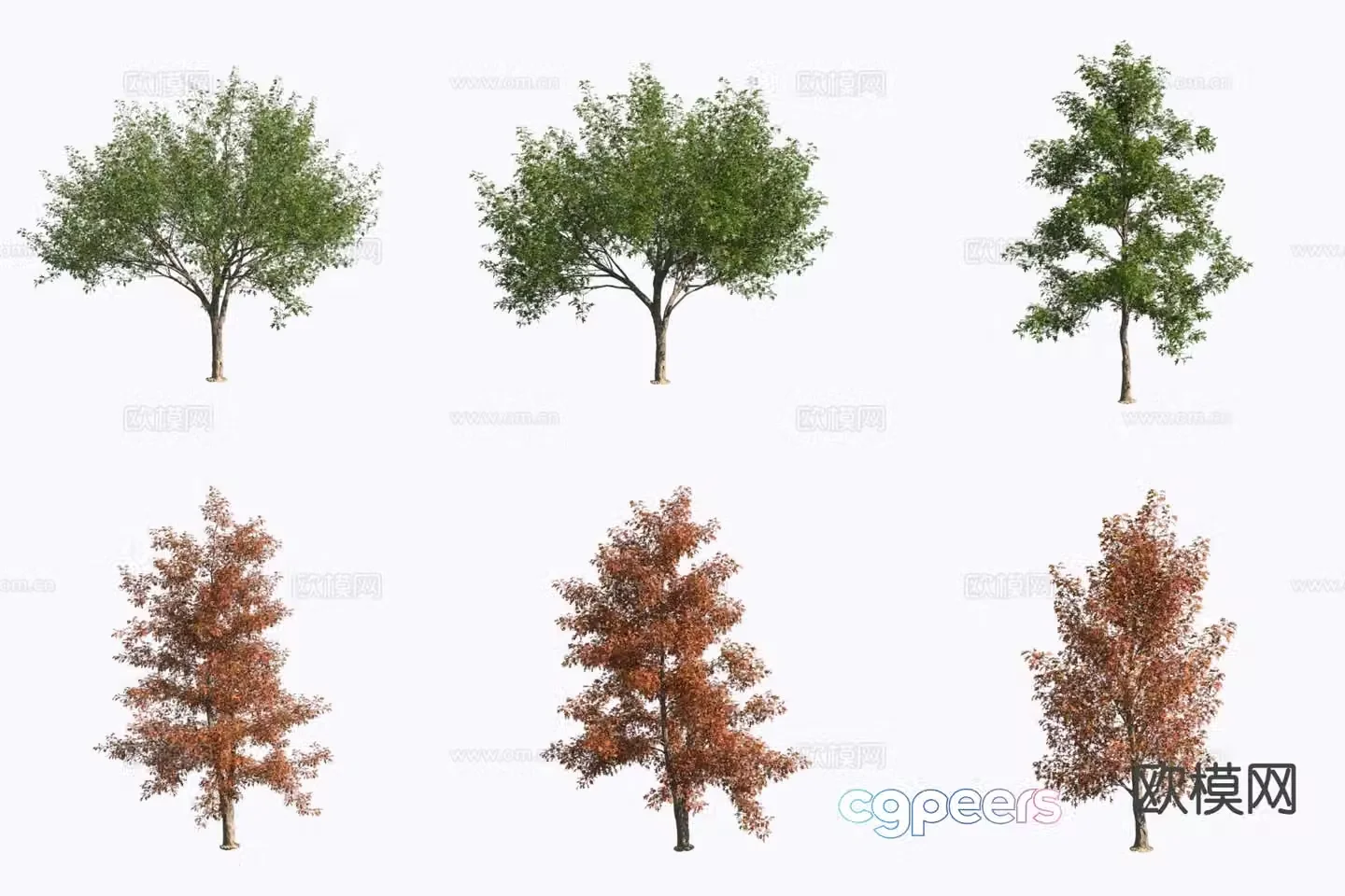 3D model of plant