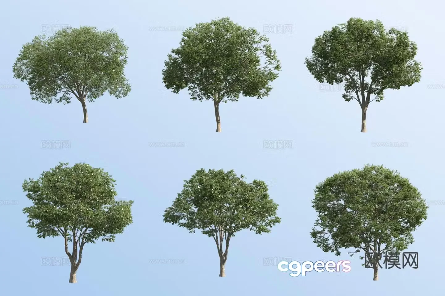 Southern European hackberry 3d model