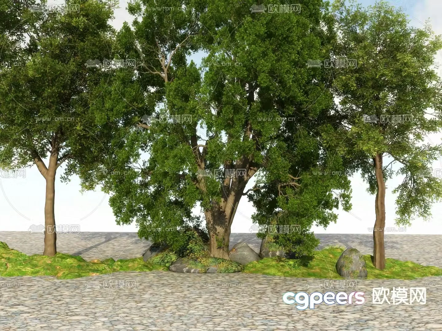 Big tree Landscape tree Street tree 3d model