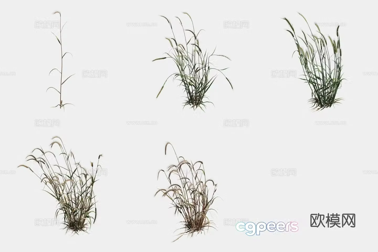 Rye crop crop 3d model