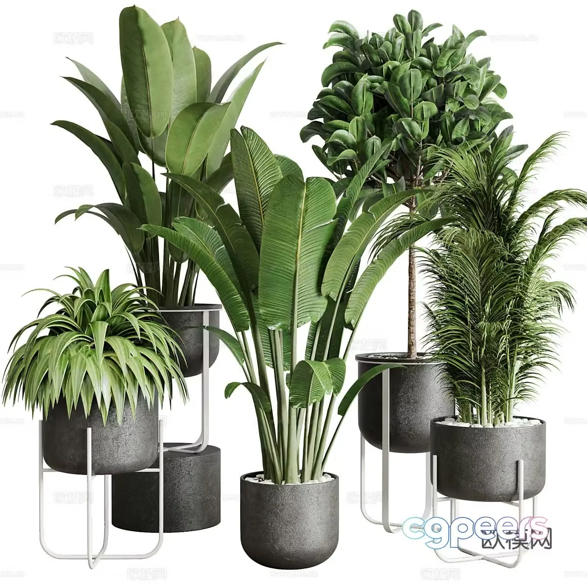 Green plant potted 3D model