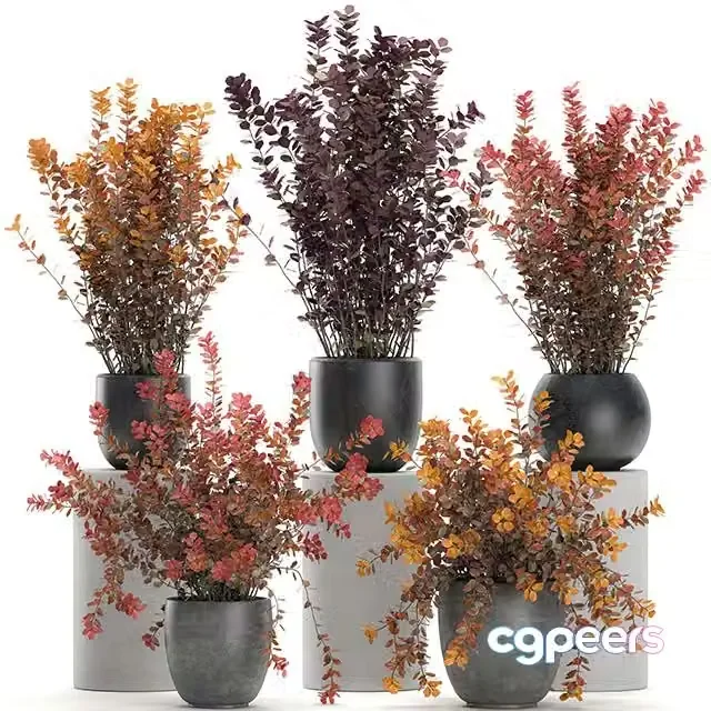3ds Max Free – Collection of plants for garden and landscape design in outdoor pots with Barberry bush Set 698