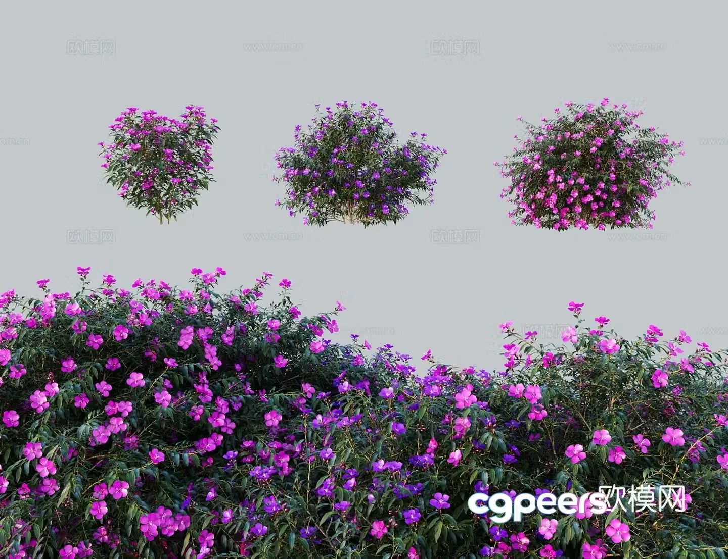 Modern tree shrub Brazilian wild peony purple peony purple air coming from the east Princess flower purple wild peony 3D model