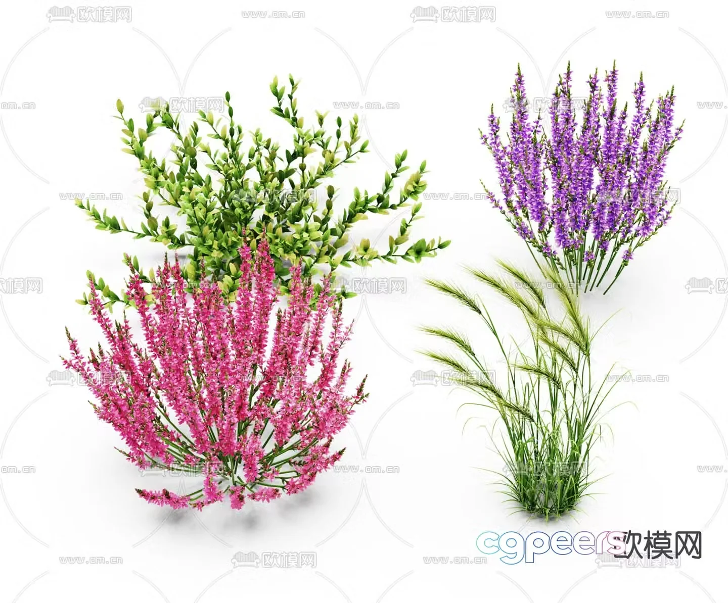 Flowers flowers Setaria 3d model