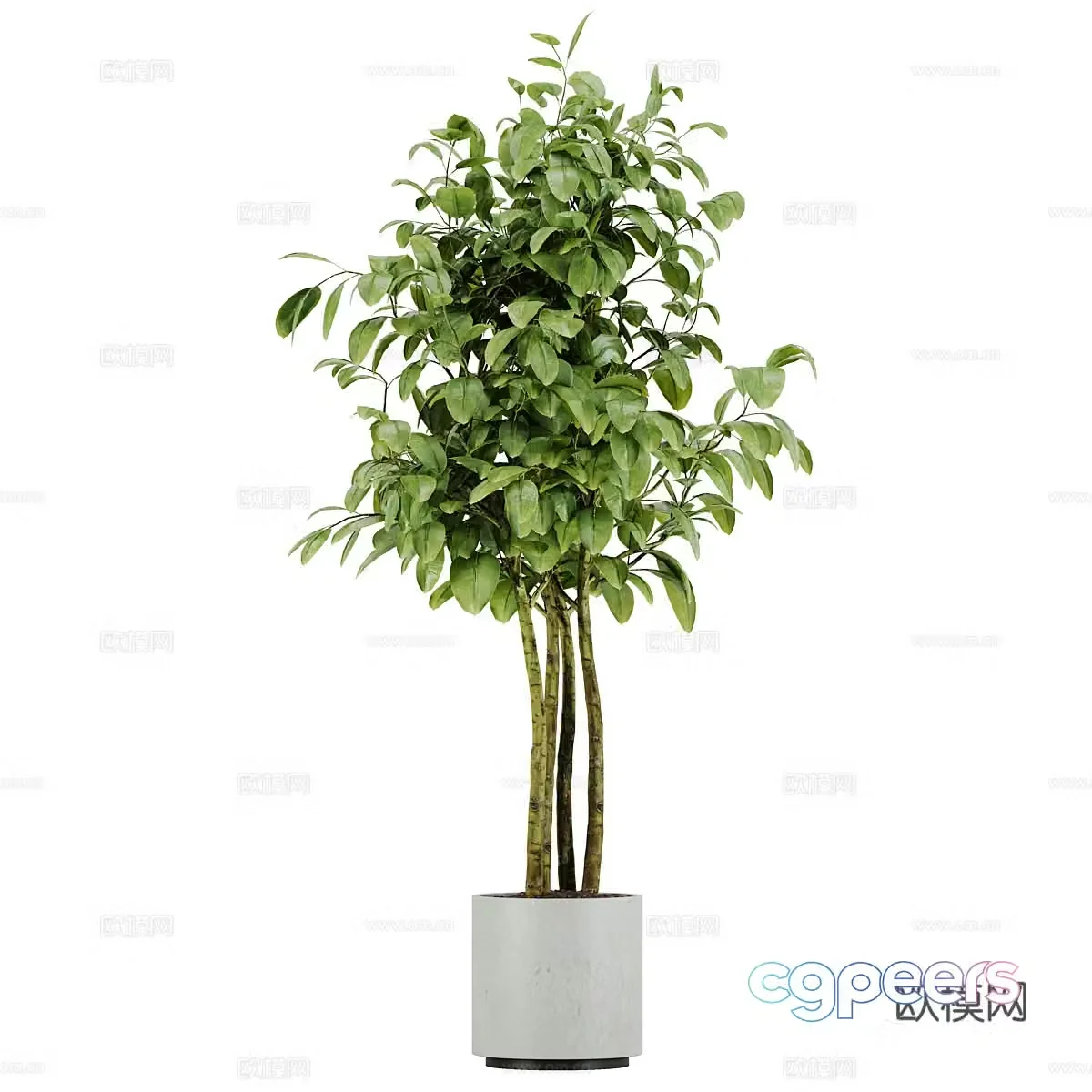 Plant potted flowerpot 3d model