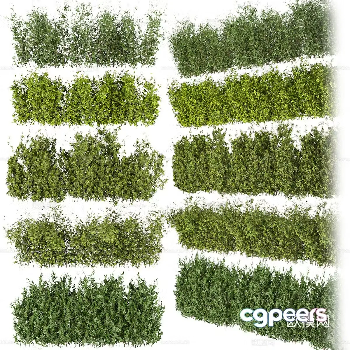 Green plant shrub 3d model