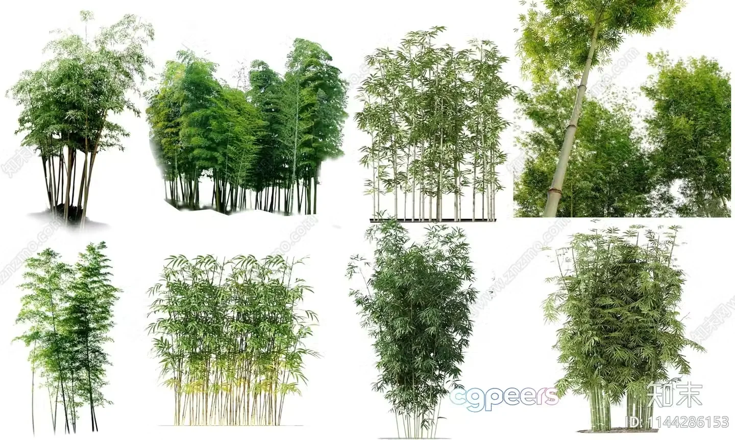 A Collection Of Bamboo Plants 3D Model – 3391 – VRAY Render