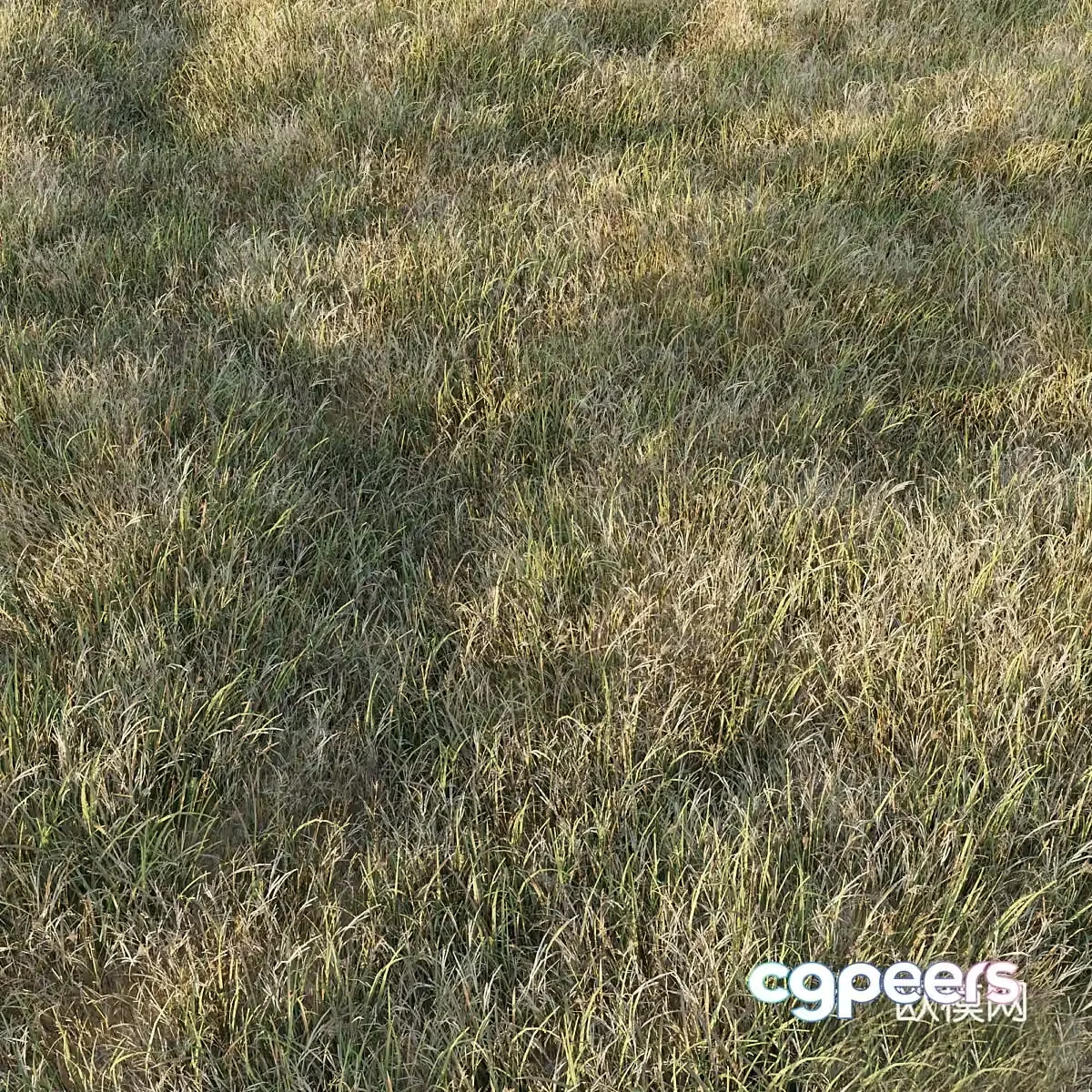 Grass Series Grass 3D Model