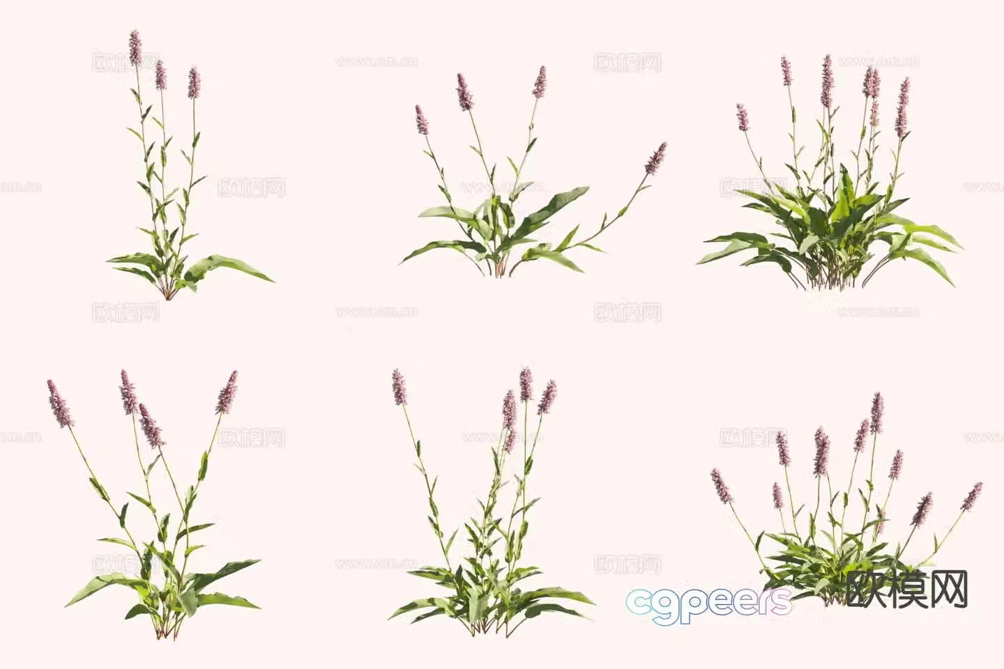 Purple Ginseng Fist Ginseng Flower and Plant 3D Model