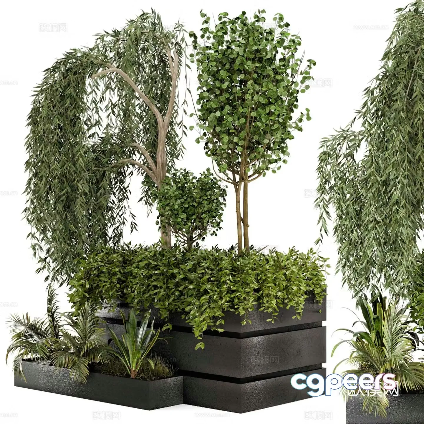 Modern shrub pot plant 3d model