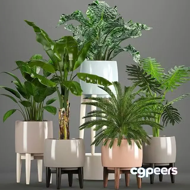 3ds Max Free – Collection of plants. Alocasia, Banana, cycas, cycad, Philodendron, pot, indoor plants