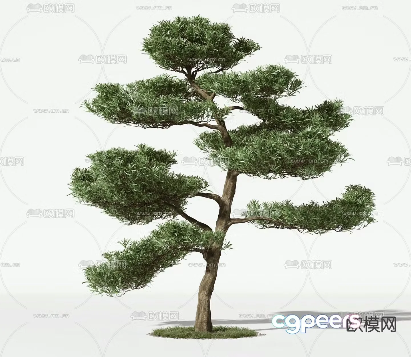 Trees Trees Pine 3d Model
