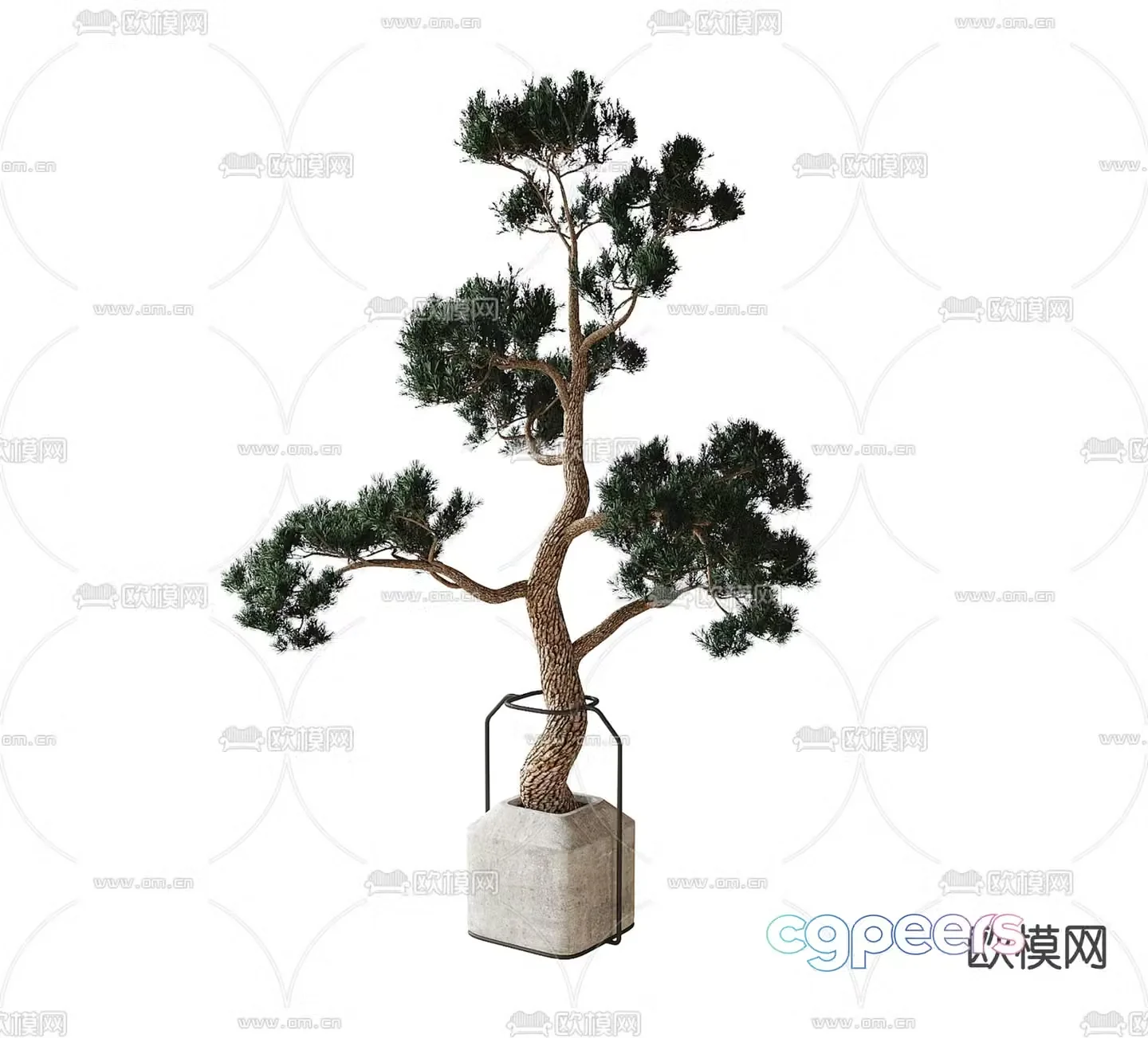 New Chinese Potted Plants Bonsai Green Plant 3D Model
