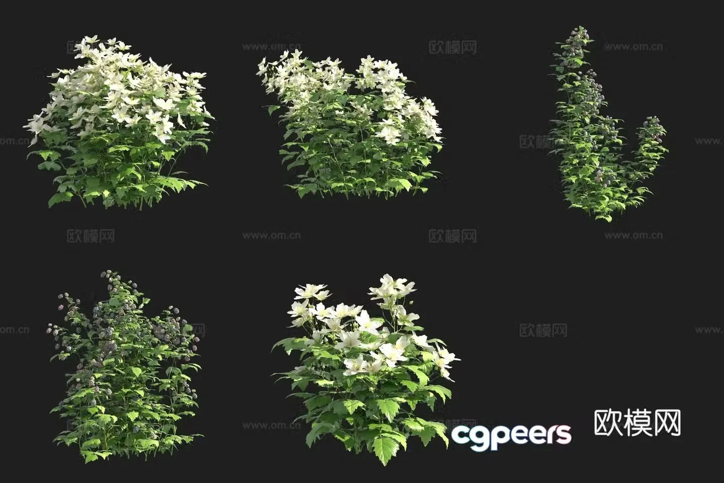 European raspberry flower tree shrub Swedish plant 3d model