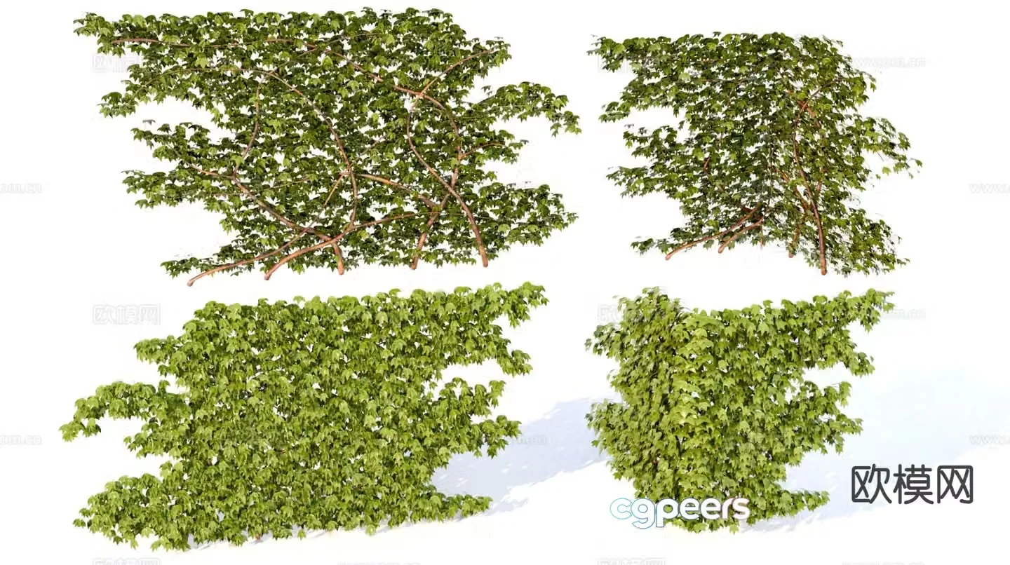 Ivy Climbing Wall Tiger Vine Plant 3D Model