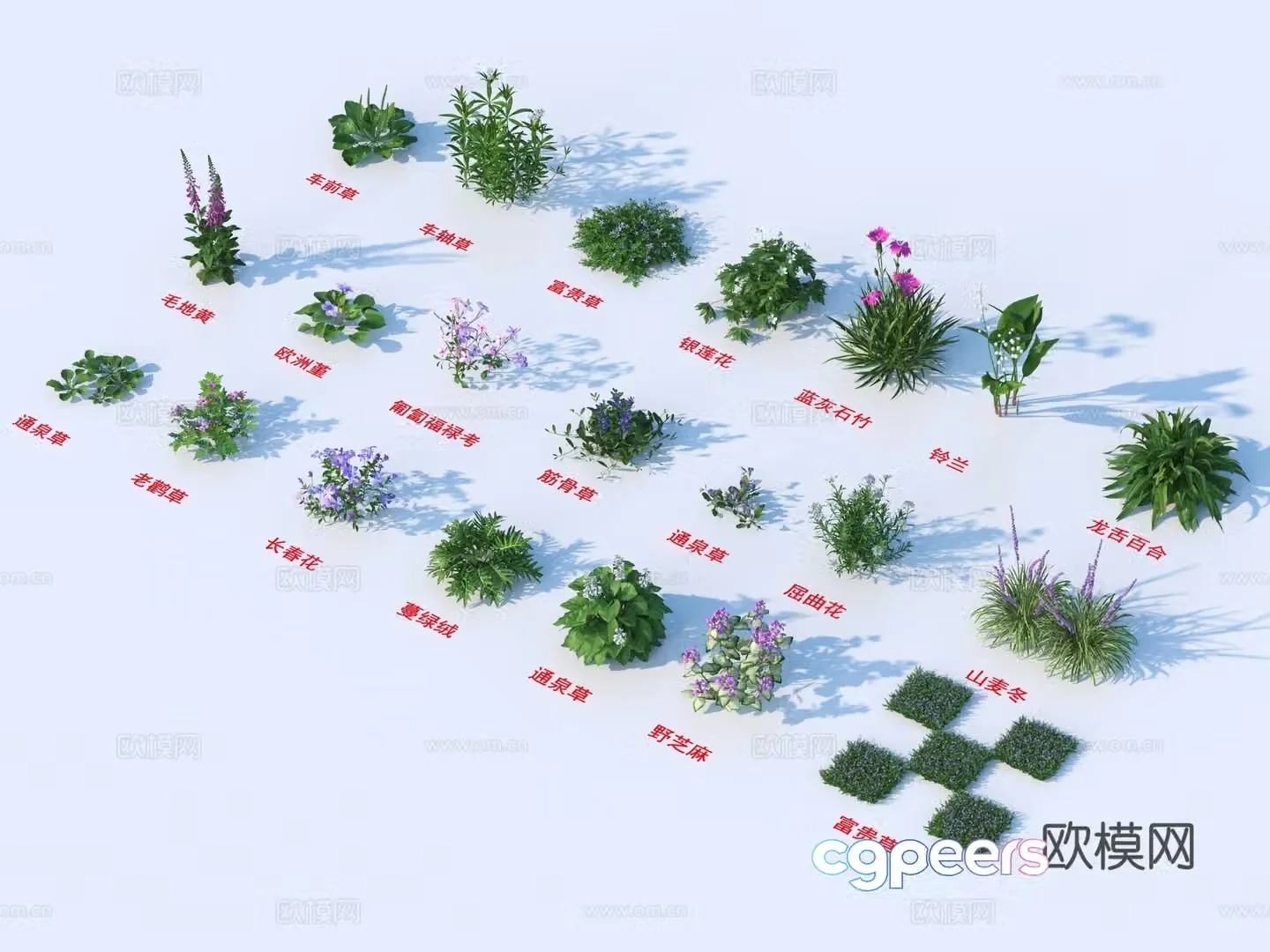 Shrubs flowers and plants plants plantain axle grass rich grass anemone blue and grey dianthus 3D model
