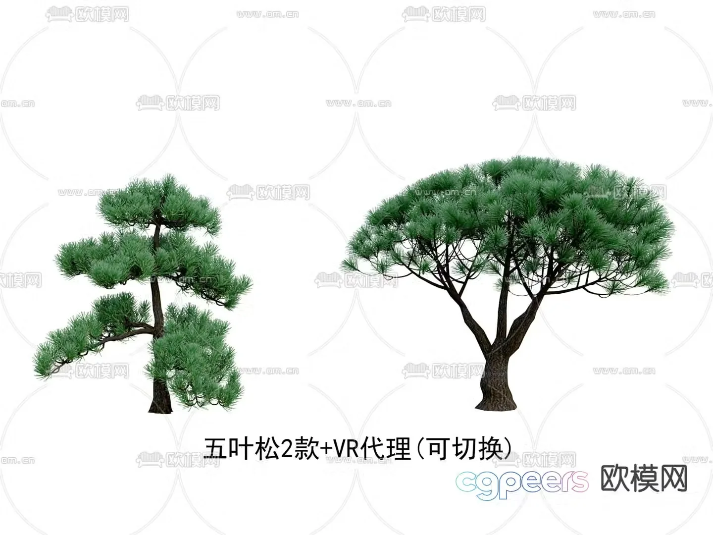 Five-leaf pine pine welcoming pine cypress big tree 3D model
