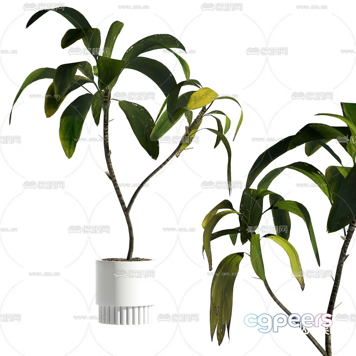 Plant potted 3D model