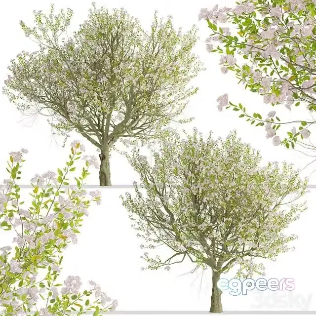 3ds Max Free – Malus spectabilis Tree (Chinese flowering apple) (1 Tree)