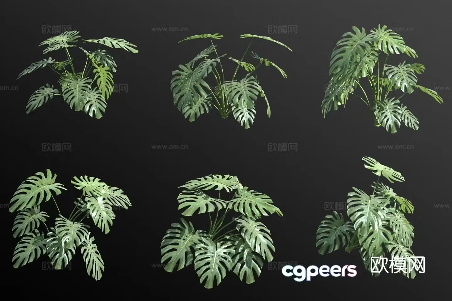 monstera green plants flowers 3d model