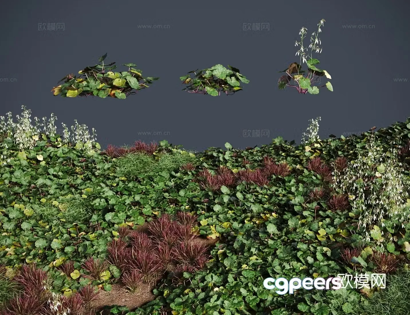 lawn saxifrage grass shrub 3d model