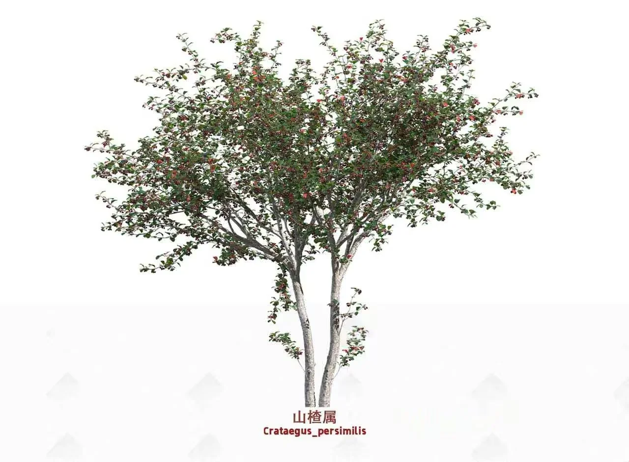 A Tree With Green Leaves 3D Model – 17048 – VRAY Render