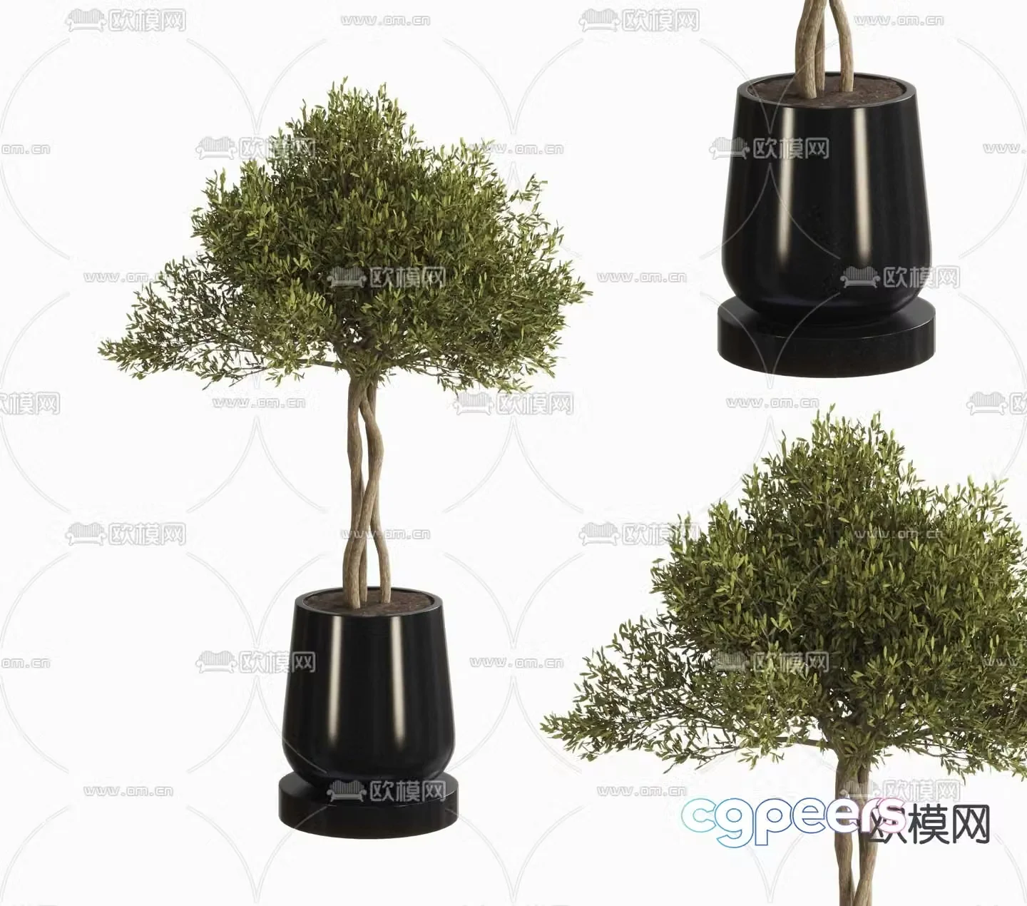 potted bonsai green plant 3d model