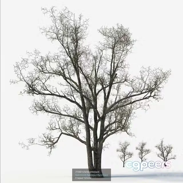 3ds Max Free – Old poplars