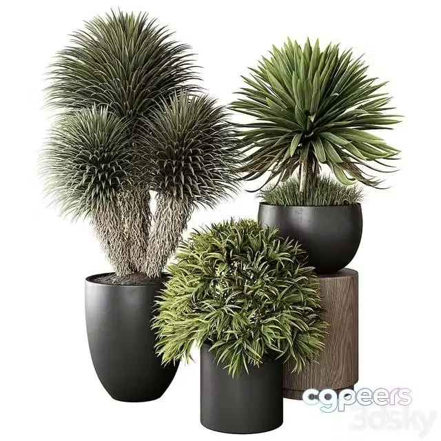 3ds Max Free – Indoor Plant 03