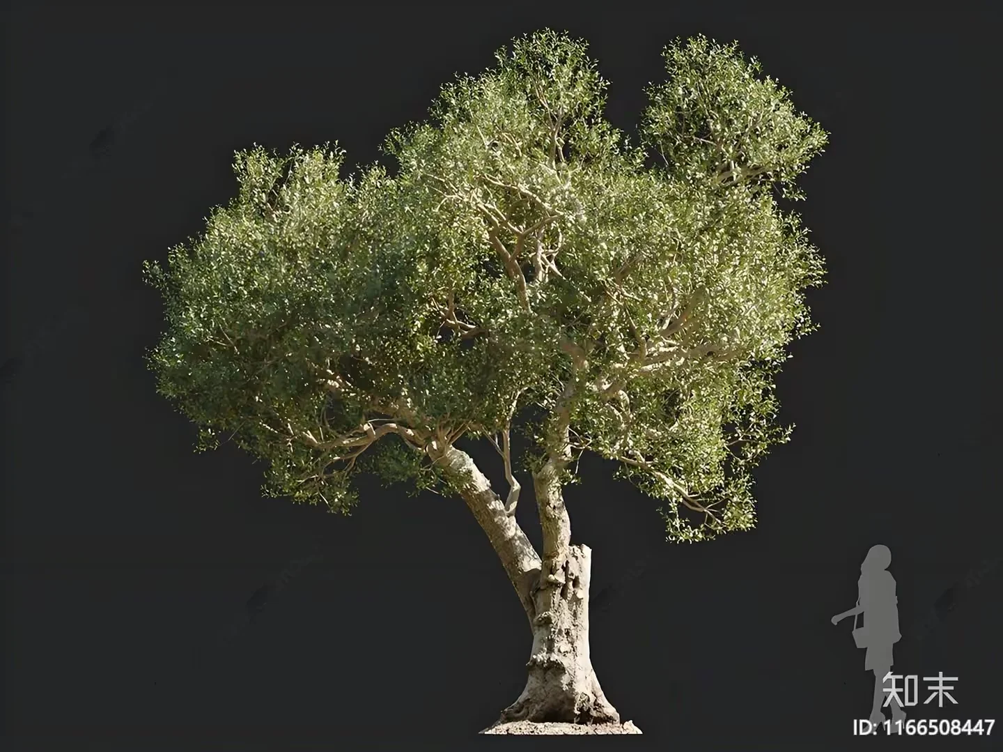 A Tree With A Large Trunk And Green Leaves 3D Model – 16574 – VRAY Render