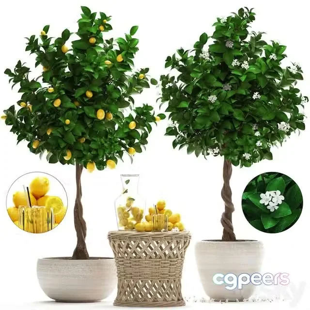 3ds Max Free – Tree with lemons