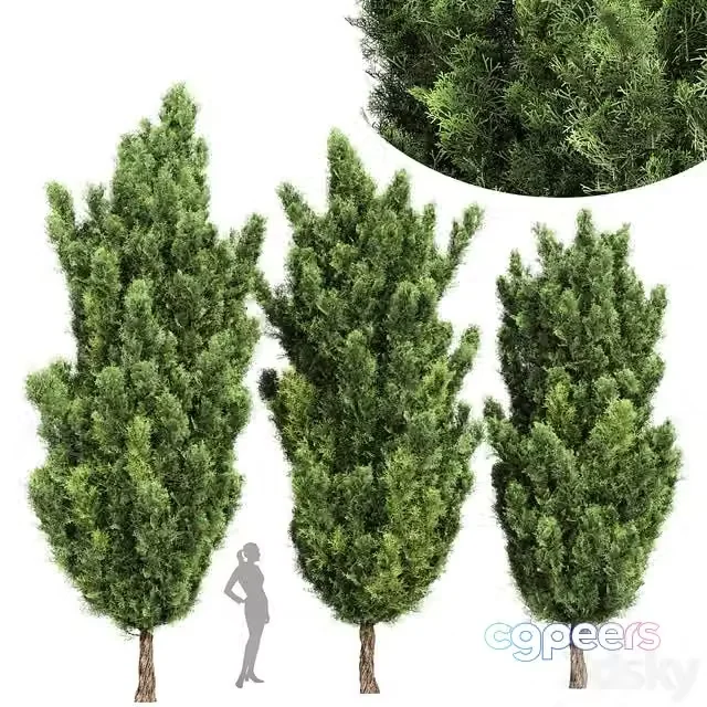 3ds Max Free – Italian Cypress High details 3Trees