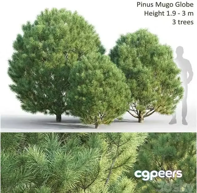 3ds Max Free – Pinus Mugo globe 1.9-3 m 3 tree