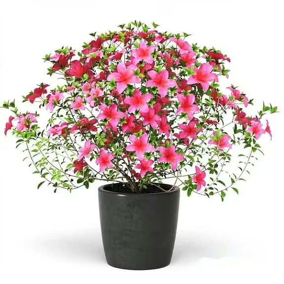 A Pink Flowering Plant In A Gray Pot 3D Model – 14255 – VRAY Render